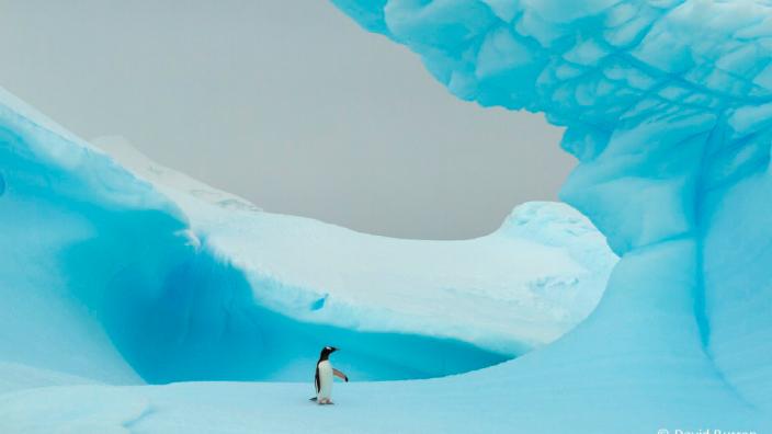 Ice landscape with penguin